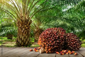 oil palm plantation