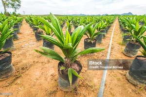 A healthy palm nursery