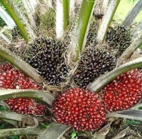 A healthy adult tree