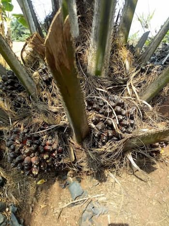 An established young tree